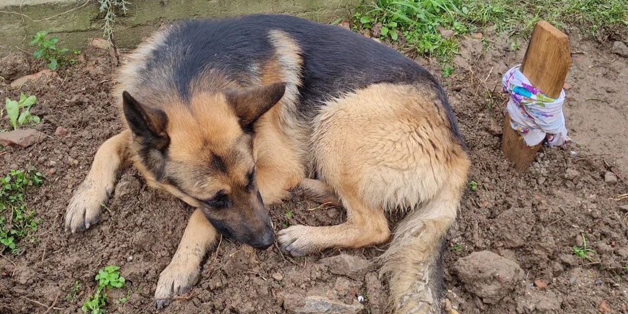 Kaybolduğu Sanılan Alman Kurdu ‘Poli’, Ölen Sahibinin Mezarı Başında Bulundu