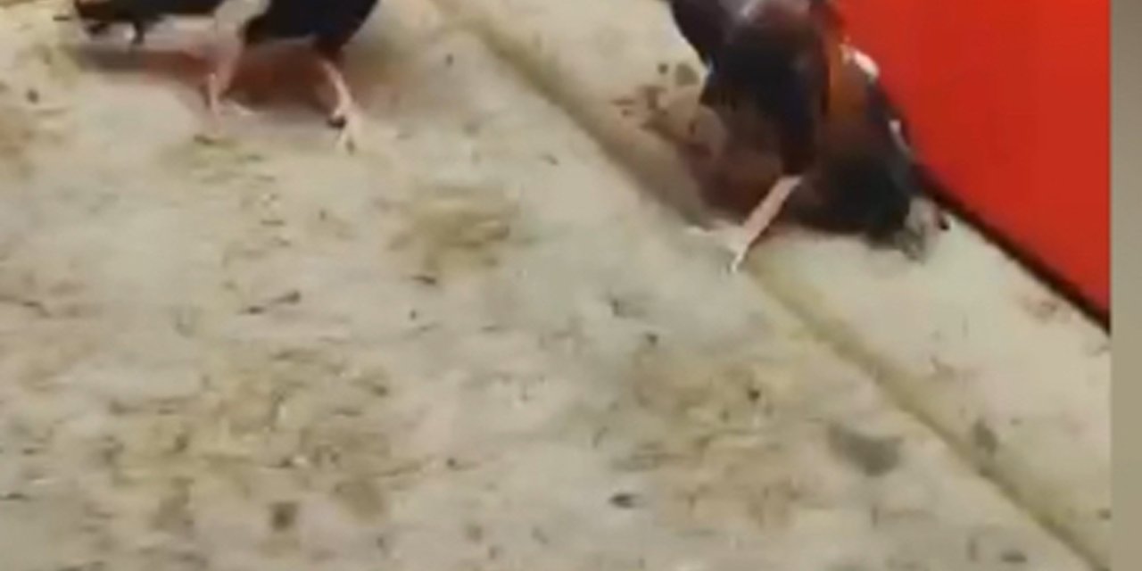 Sultanbeyli'de Horoz Dövüştürenlere Suç Üstü