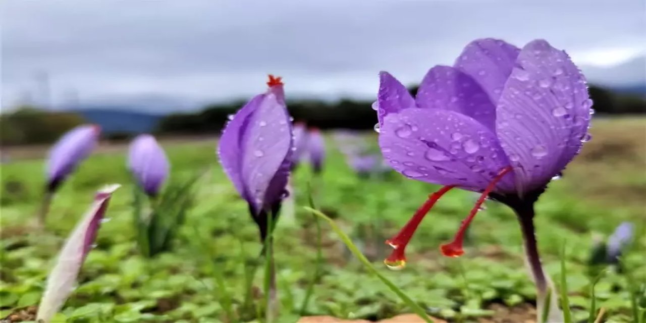 Safranbolu Safranı Coğrafi İşaret Aldı