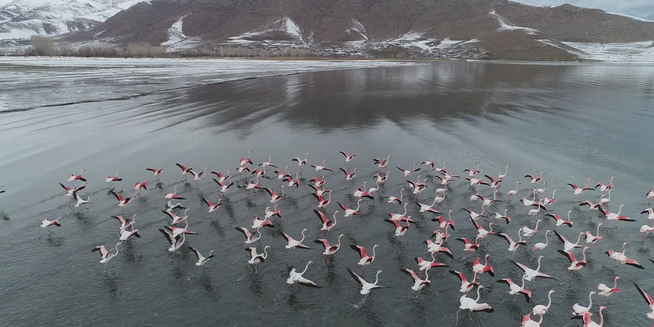 Van Gölü'nün 'allı Turnalar'ı Flamingolar Göç Etmedi