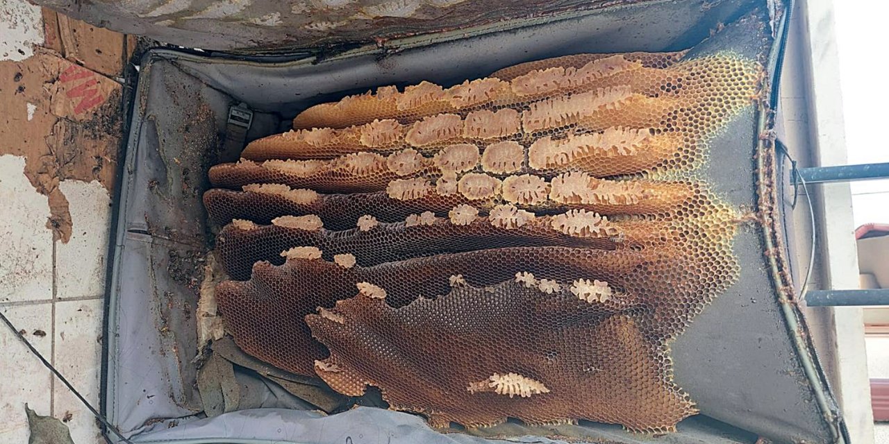 Kaçtığını Sandığı Arılar, Kullanılmayan Bavula Bal Yapmış