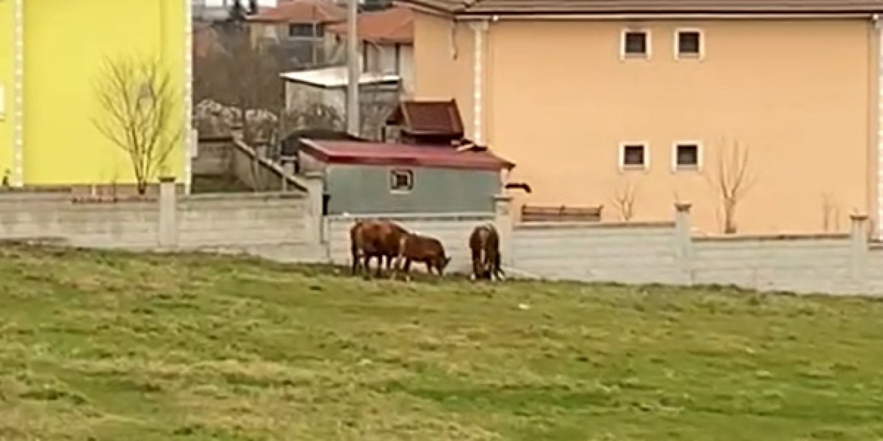 Cesur Kadın, Tosunların Saldırısına Uğrayan Besiciyi Kurtardı