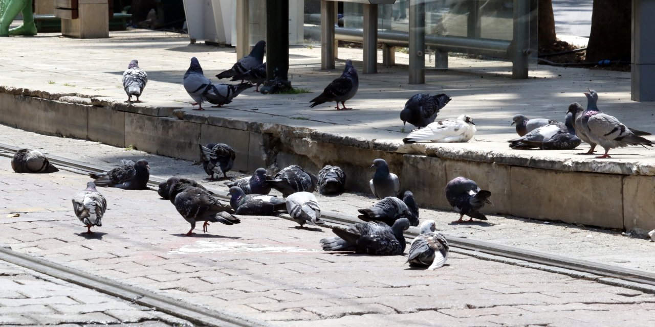 Meydanlarda Beslenen Güvercin Ve Kumrular, 'Kuş Gribi' Tehlikesini Artırıyor