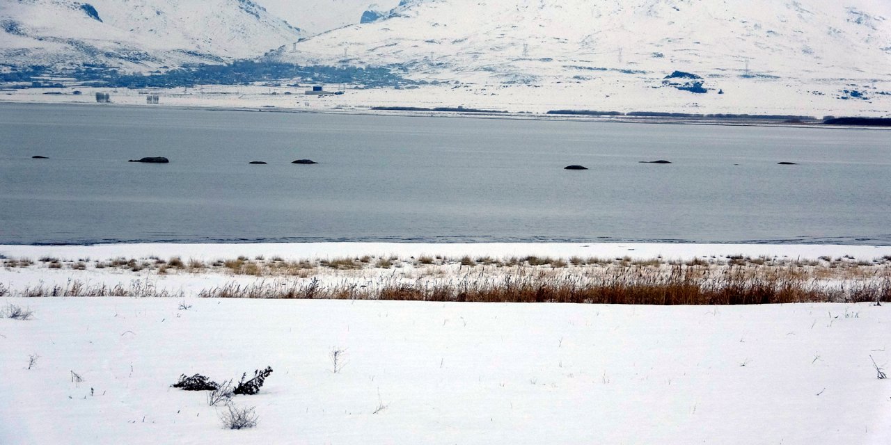 Van Gölü'nde Flamingoların Konakladığı Alanlarda Adacıklar Oluştu