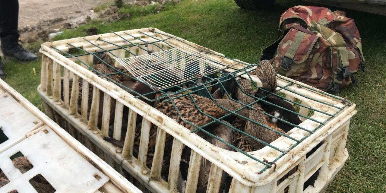 Kaçak Ördek Avlayan 5 Kişiye 52 Bin Lira Ceza