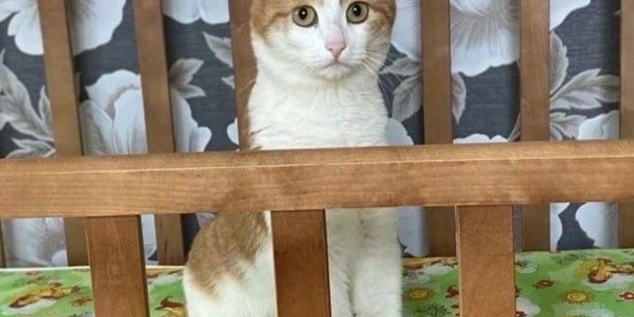 Rusya’da Kondüktör, Evcil Kediyi ‘Sokak Kedisi’ Sanarak Trenden Attı