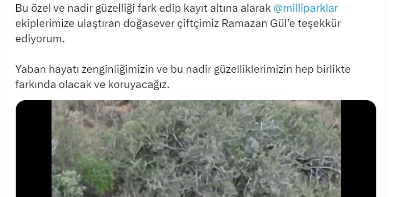 Türkiye'de İlk Kez 'Albino Çakal' Görüldü