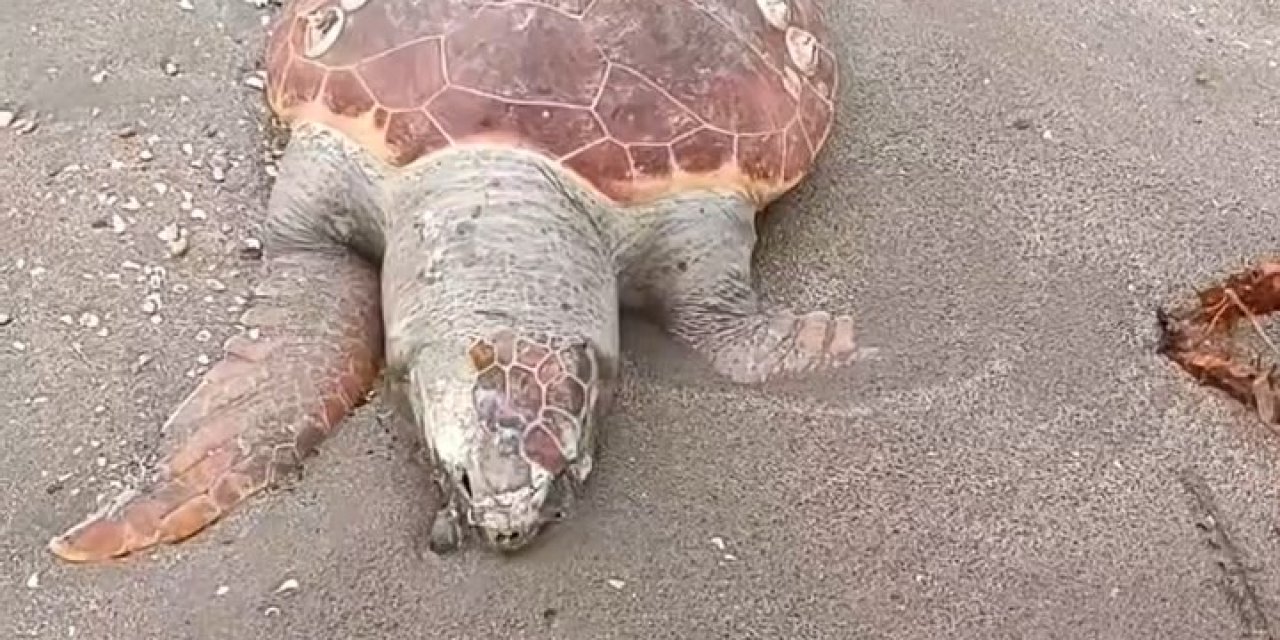 Adana'da Kıyıya Caretta Caretta Ve Yunus Ölüsü Vurdu