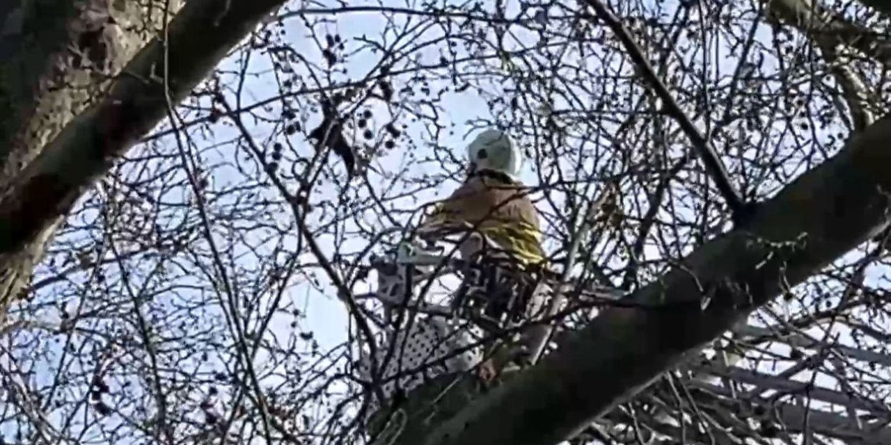 Kanadı Ağaçtaki İplere Takılan Karga Kurtarıldı