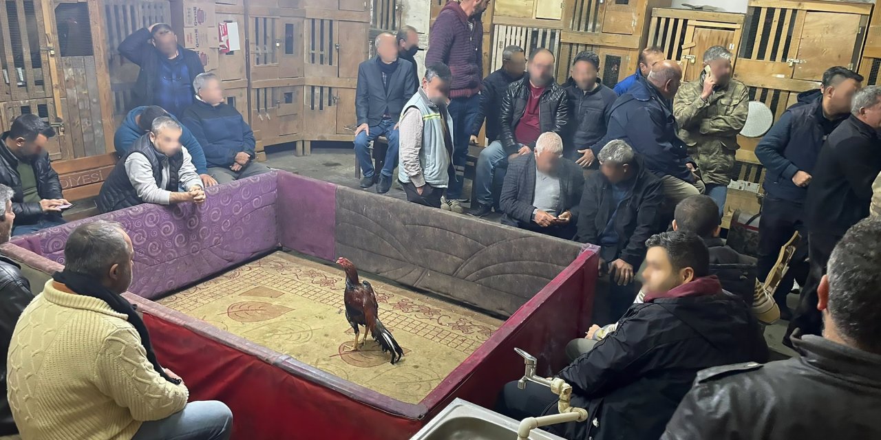 Horoz Dövüşüne Suçüstü; 80 Hayvan Kurtarıldı, 205 Bin 600 Tl Ceza