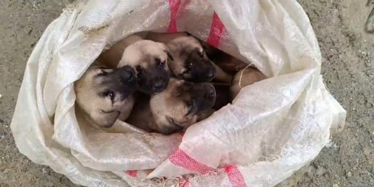 Gaziantep'te, 15 Yavru Köpek Ağzı Bağlanan Çuvallara Koyulup Terk Edildi