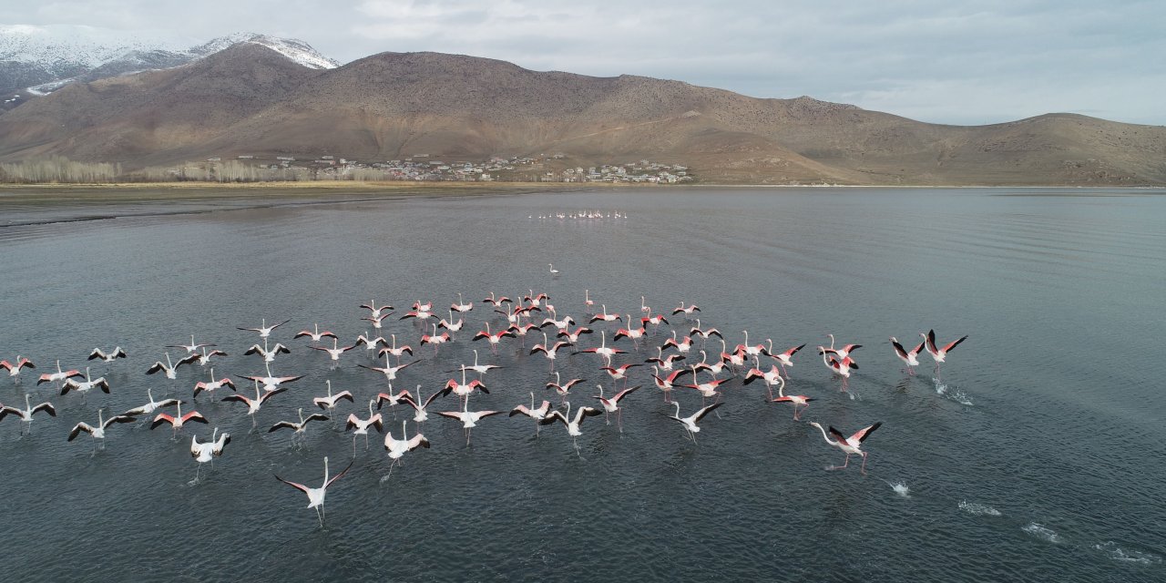 Van Gölü Havzasındaki Göçmen Kuşlar, Ekiplerin Korumasında