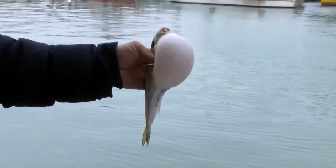 Balon Balıkları İçin Nisan Ayı Uyarısı; Ne Hamsi, Ne İstavrit Kalacak