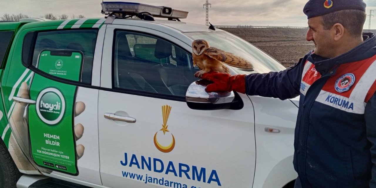 Jandarmanın Bulduğu Uçamayan Peçeli Baykuş, Koruma Altında