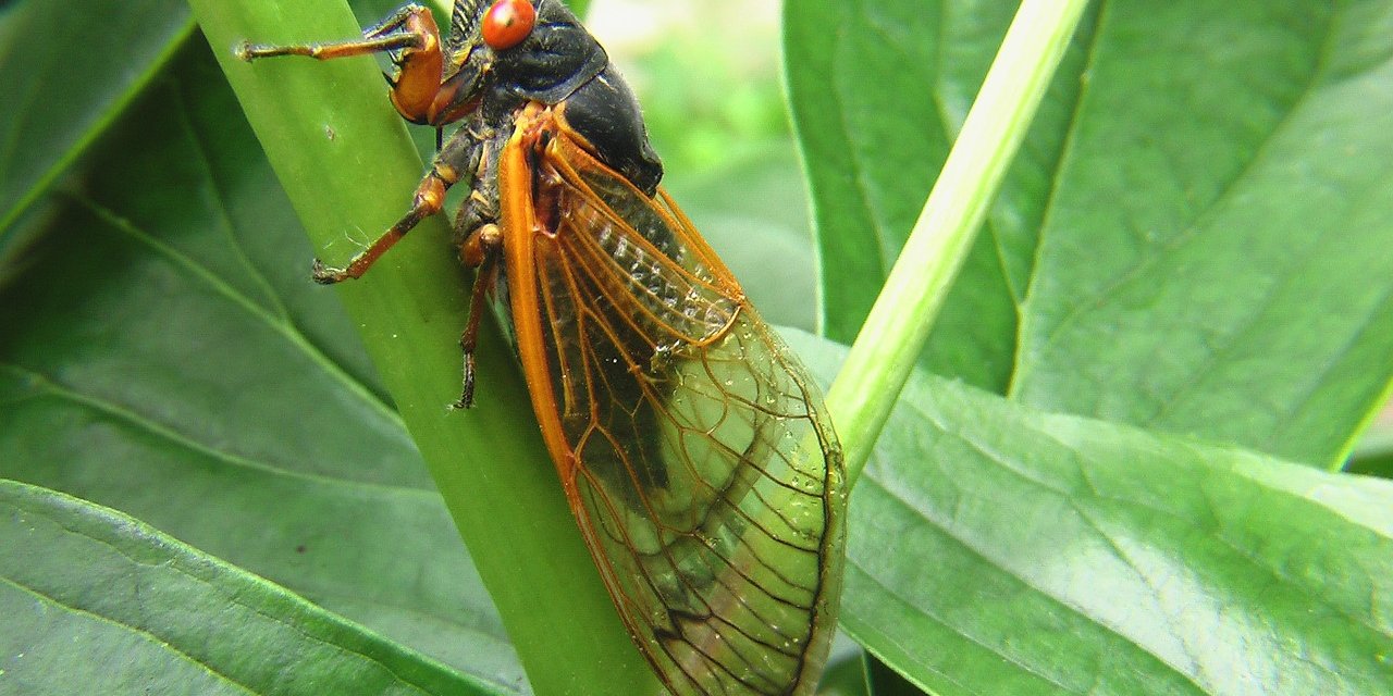 Nadir Rastlanan Bir Doğa Olayıyla Abd’yi Milyarlarca Ateşböceği Basacak