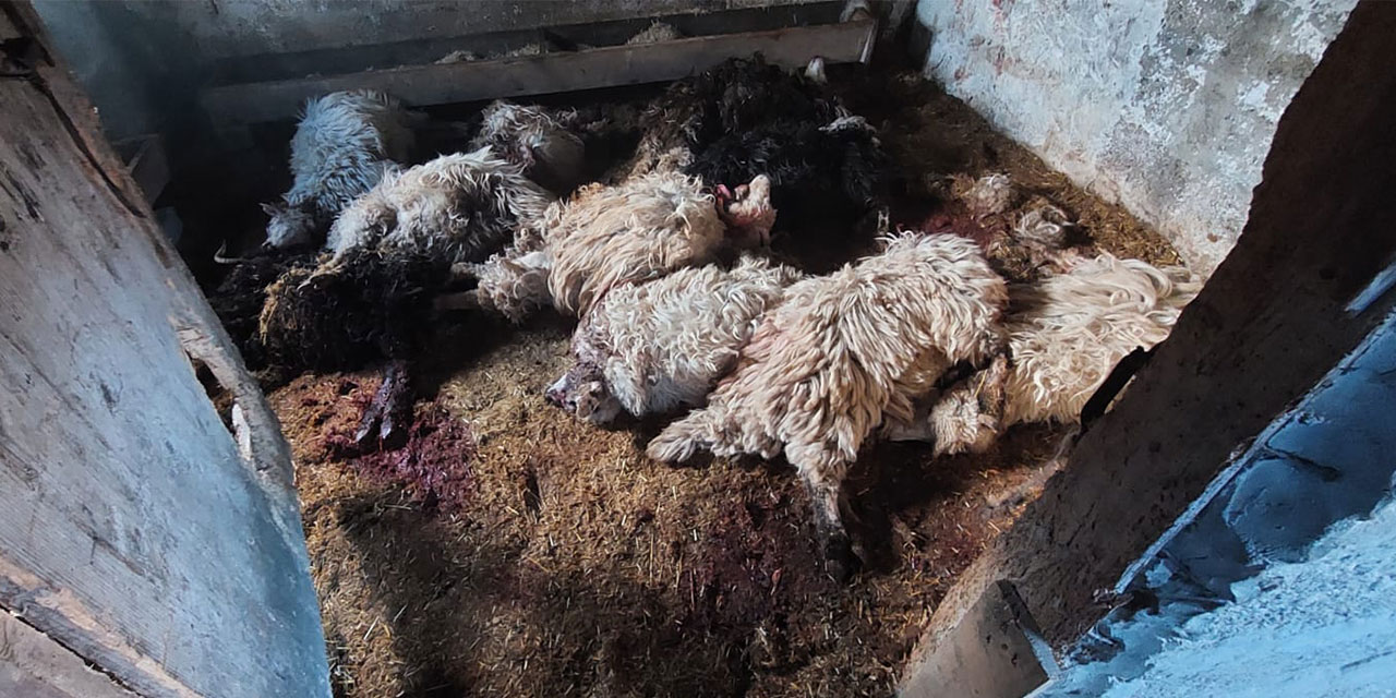 Kurtlar, Kapısını Kemirip Girdikleri Ahırlarda 30 Küçükbaşı Öldürdü