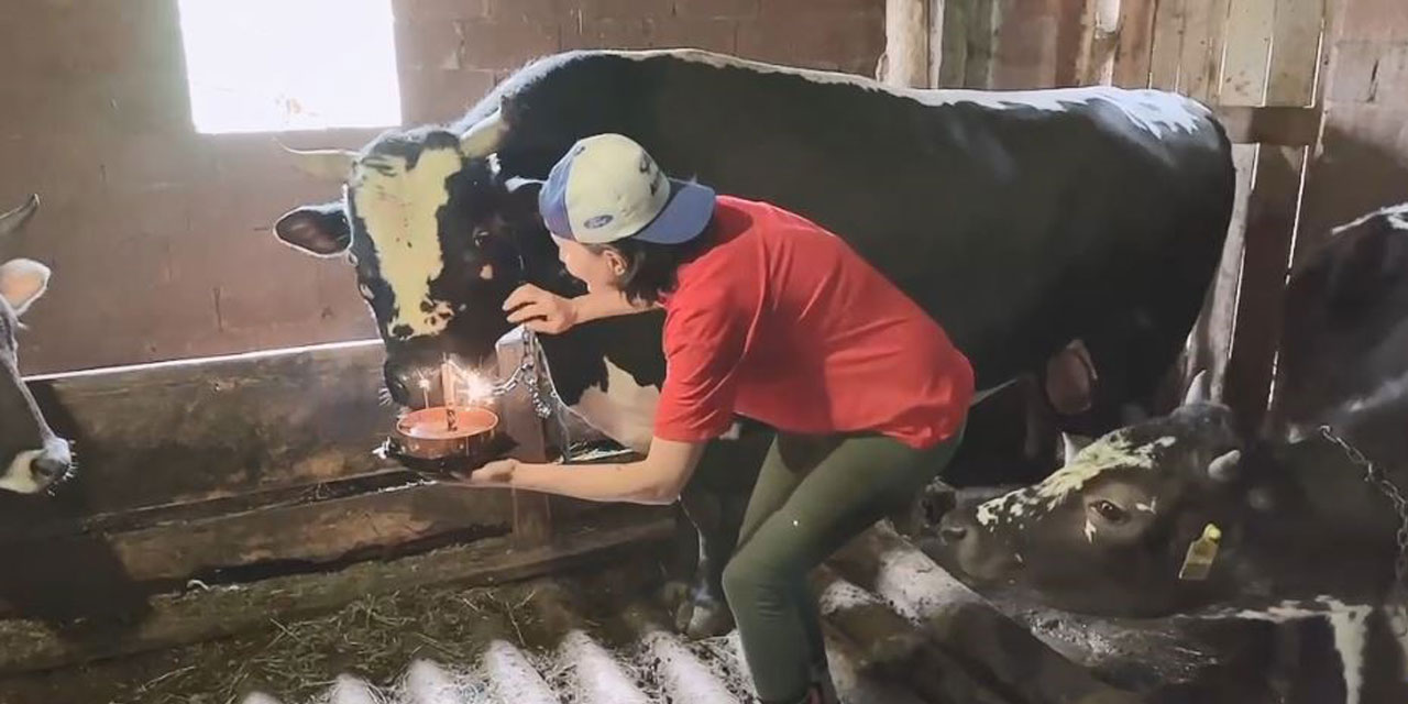 Fenomen boğasına doğum gününde böyle sürpriz yaptı