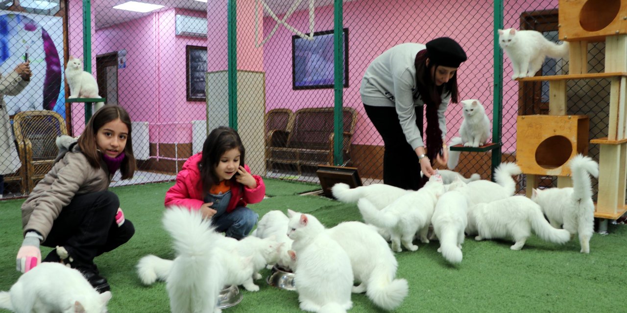 Ara Tatilde Çocuklardan Van Kedilerine Ziyaret