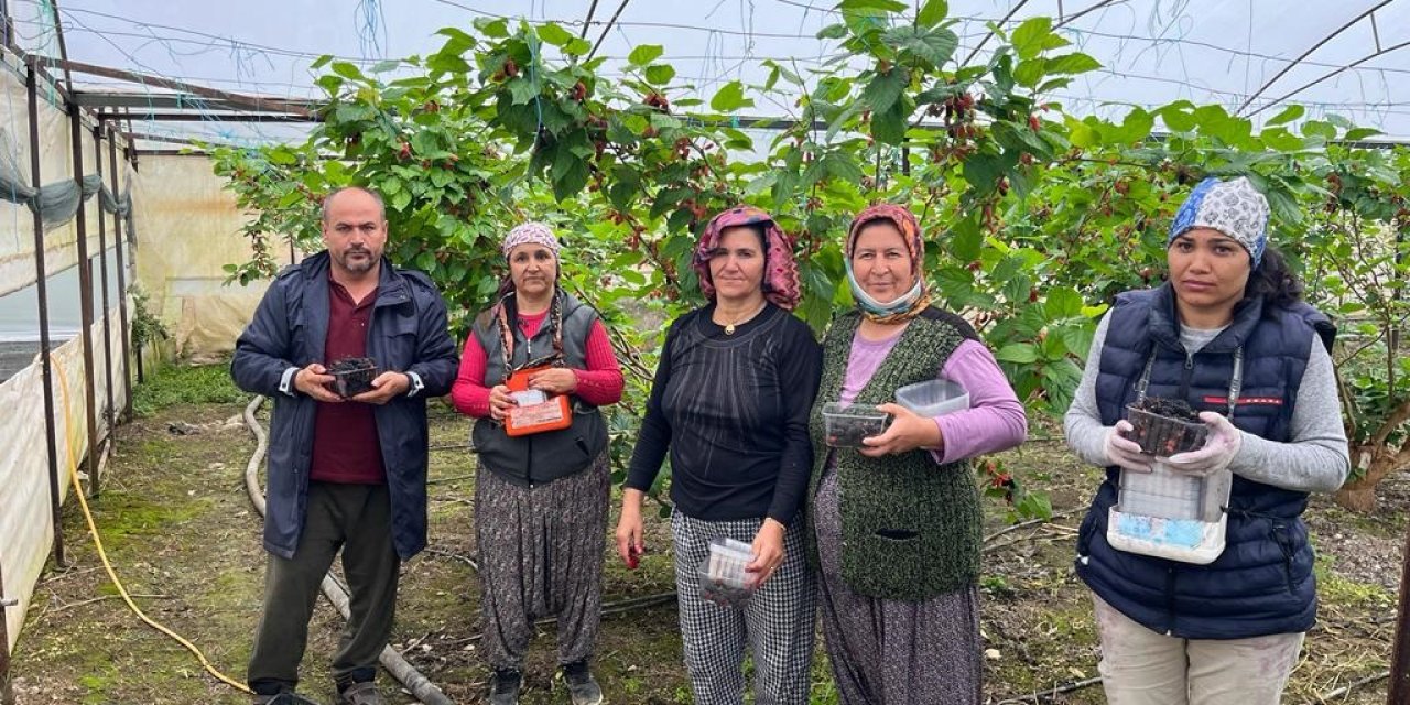 Erkenci Karadutun Tanesi 2,5 Liradan Alıcı Buluyor