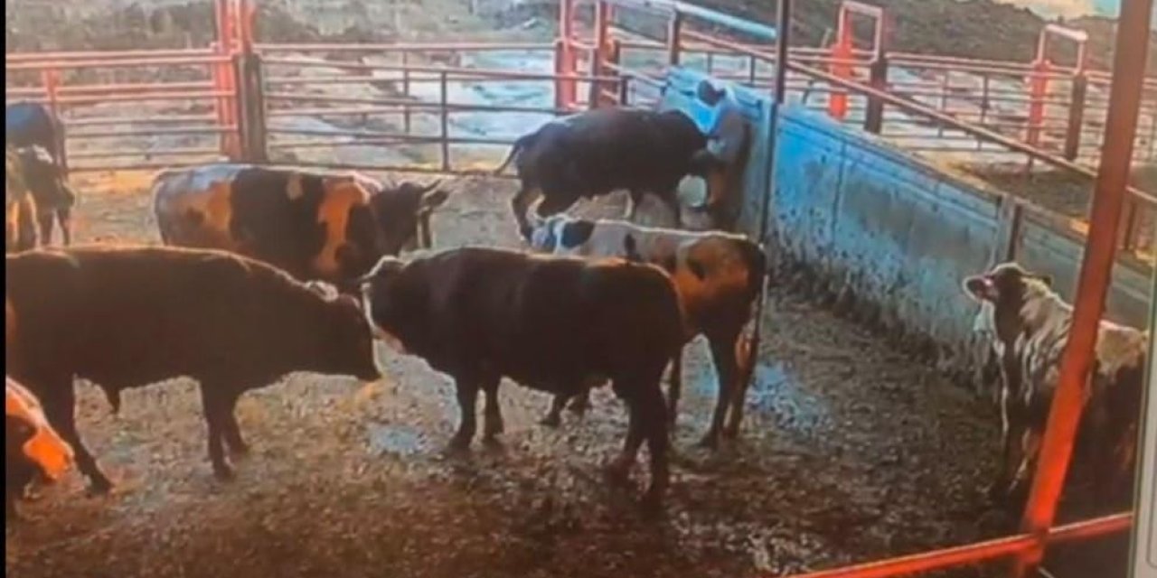 Besicinin Boğanın Saldırısına Uğradığı Anlar Kamerada