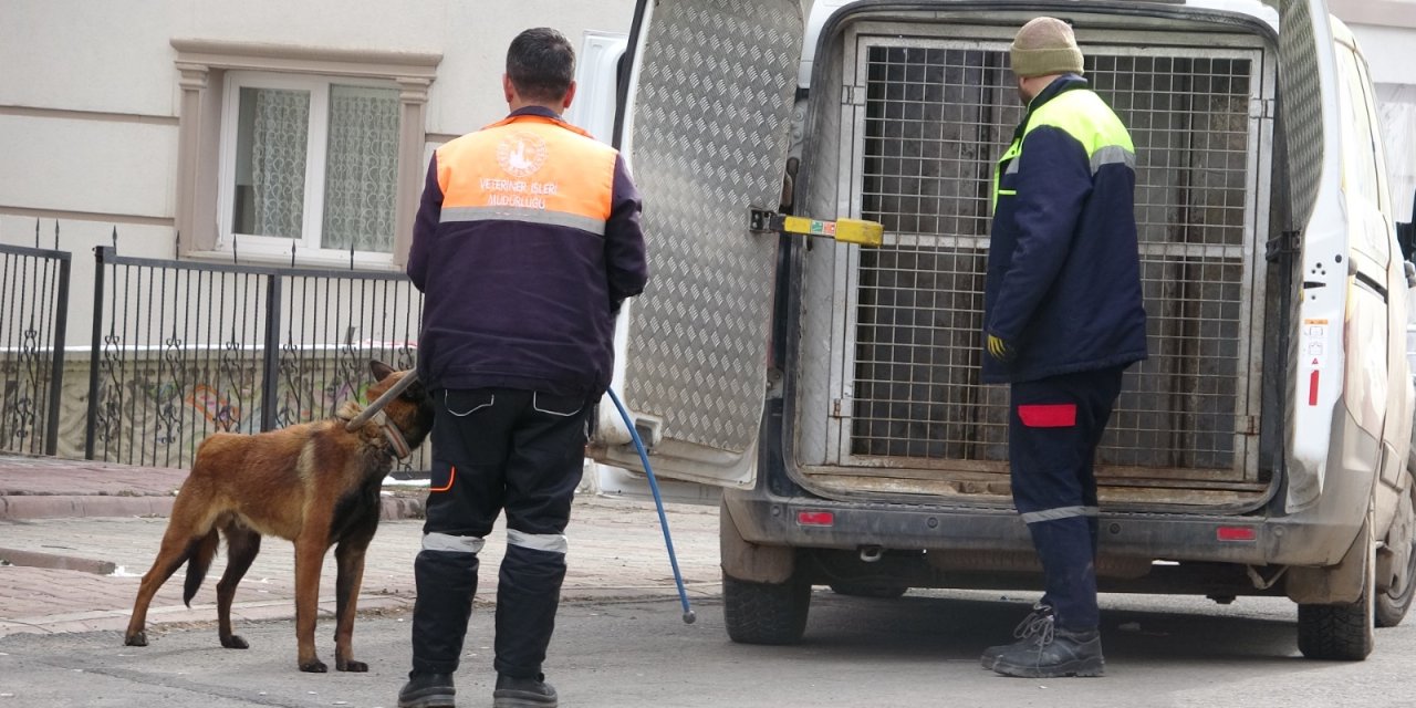 Misafirliğe Giden Anne Ve Çocuklarına Köpek Saldırdı: 4 Yaralı
