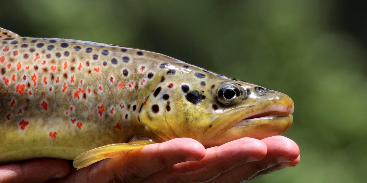 3 Milyon 700 Bin Alabalık Orman İçi Derelere Salındı