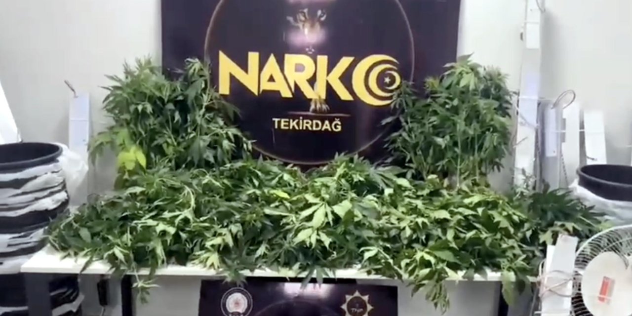 Villada Kenevir Yetiştiren 2 Şüpheli Tutuklandı