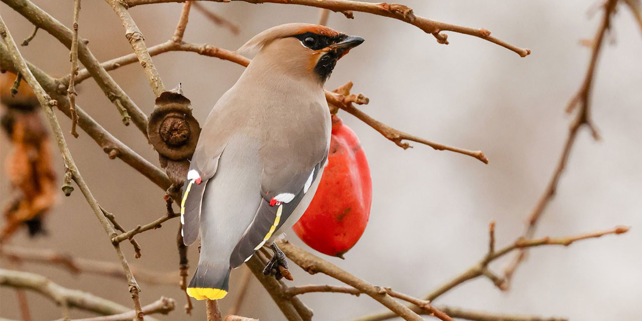 Rize'de kuş gözlemcileri "ipekkuyruk" görüntüledi