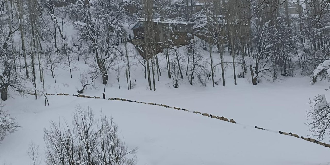 Küçükbaş Sürüsünün Karda Zorlu Yolculuğu