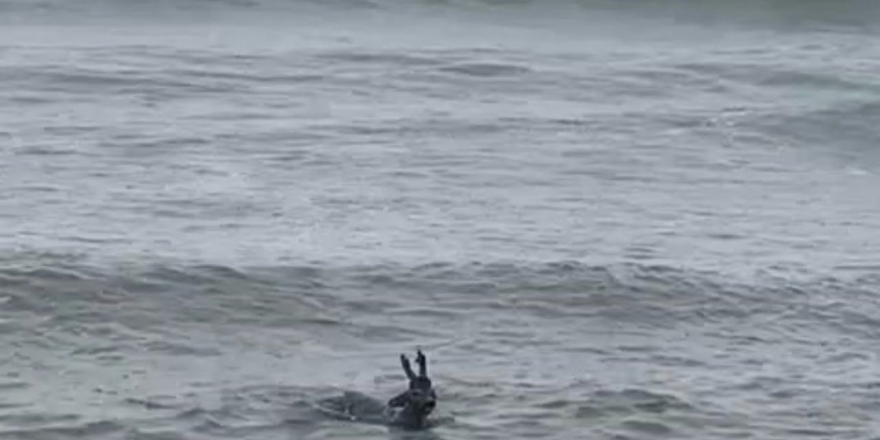 Denize Düşen Karaca Kurtarılıp, Doğaya Salındı