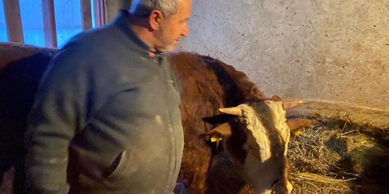 Kendisini Yaralayan Boğasını Sarılıp Öptü; ‘Hayvanlarım Nazara Geldi’