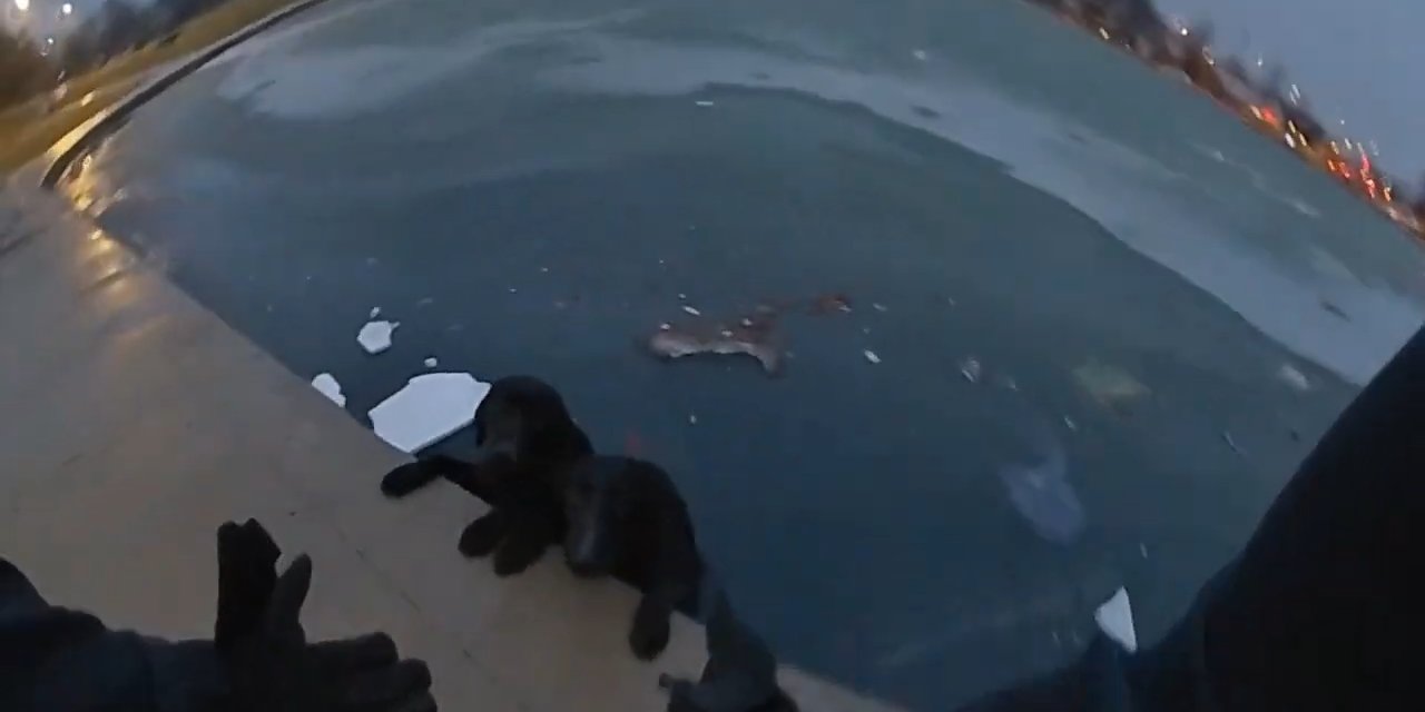 Buzlu Gölette Mahsur Kalan İki Köpeği Polis Kurtardı