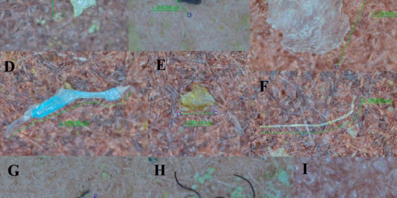 Boğaz Midyesinde Mikroplastik Uyarısı