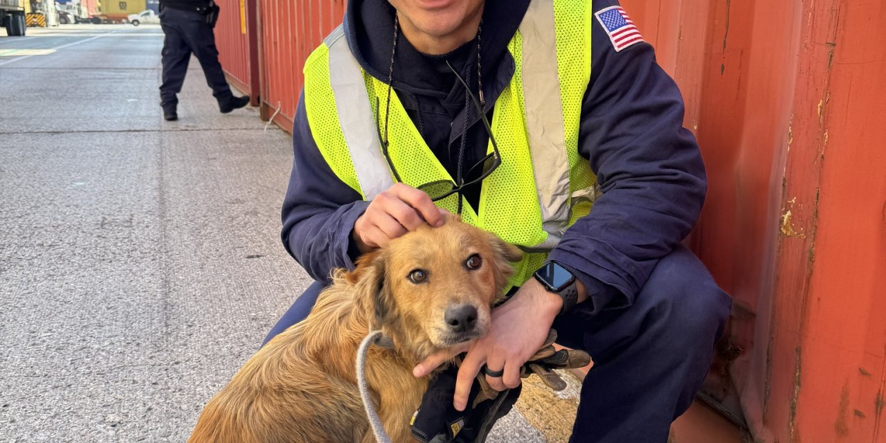 Abd’de Sahil Güvenlik Müfettişleri Konteyner İçinde Köpek Buldu