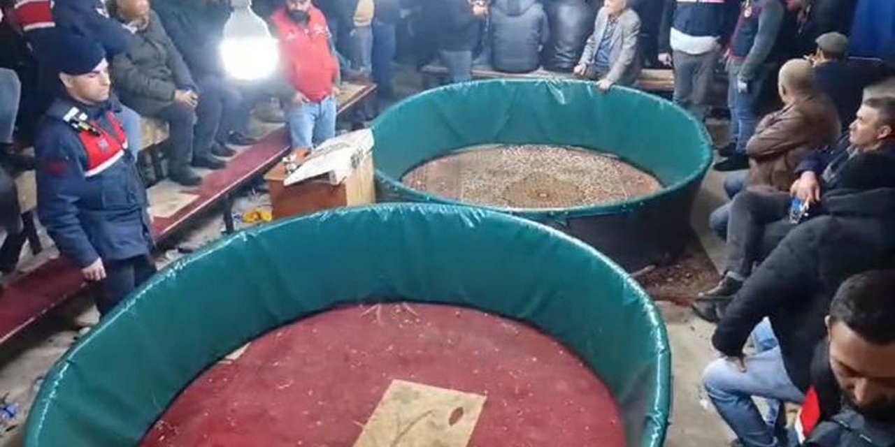 Kanatlı Hayvanları Sevenler Ve Sergileyenler Derneği'nde Horoz Dövüşüne Suçüstü