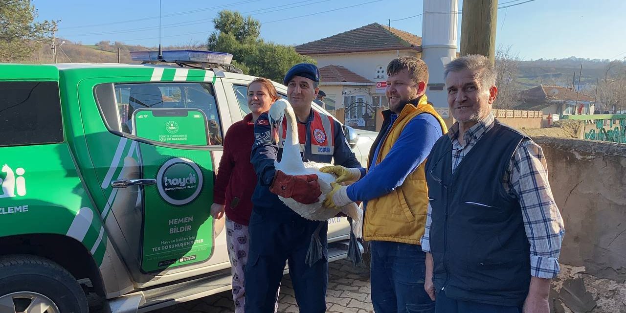 Bahçede Bitkin Bulunan Kuğu, Tedaviye Alındı