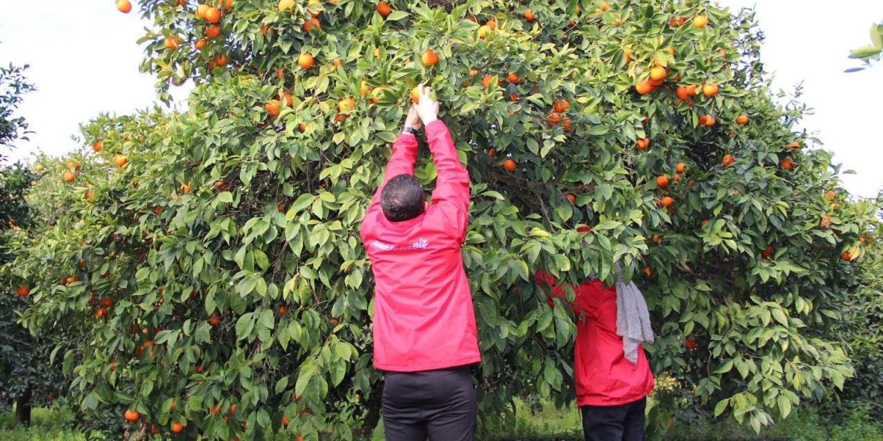 Hatay'da Genç Gönüllüler Narenciye Hasadına Destek Oluyor