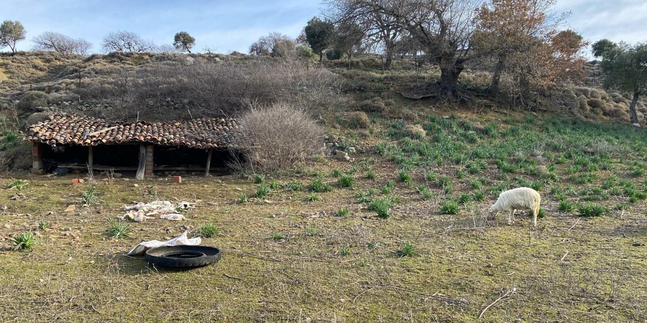 Sokak Köpekleri, Ağıldaki 11 Küçükbaşı Öldürdü