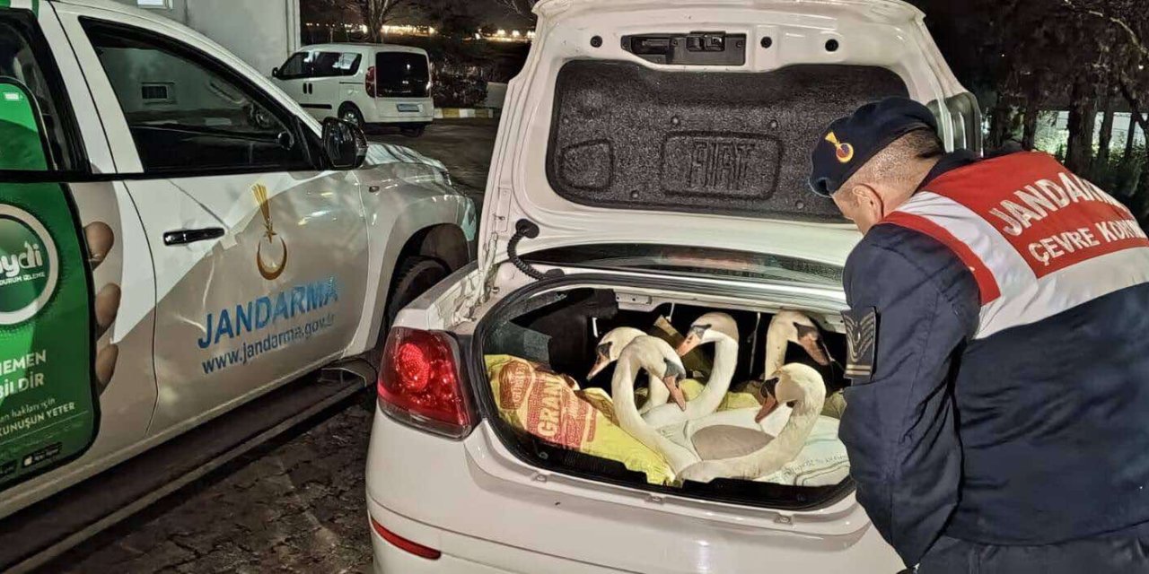 Otomobilde 6 Kuğu Ele Geçirildi, 3 Kişiye 170 Bin Lira Ceza Kesildi