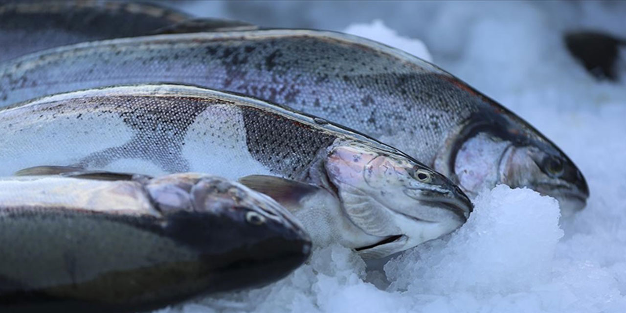 Doğu Karadeniz'in ocak ayında Türk somonu ihracatı değerde yüzde 59 arttı