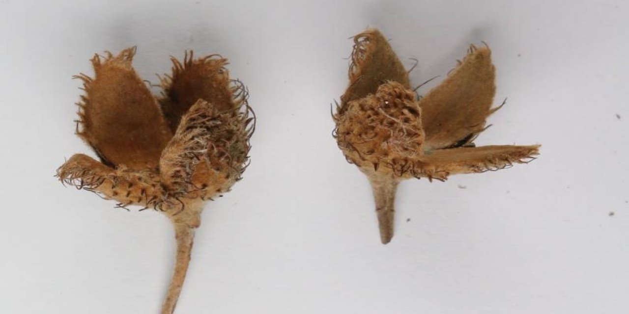 Türkiye'nin 3'üncü Kayın Ağacı Türü, Bolu'da Keşfedildi