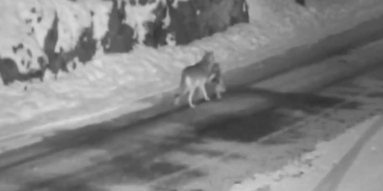 Yerleşim Yerine İnen Kurt, Sokak Köpeğini Parçladı