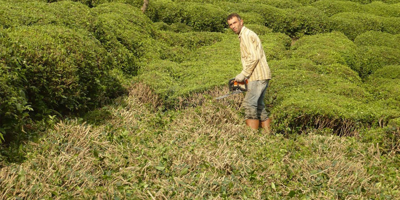 Yaş Çay Budama Tebliği Değişikliği Resmi Gazete'de