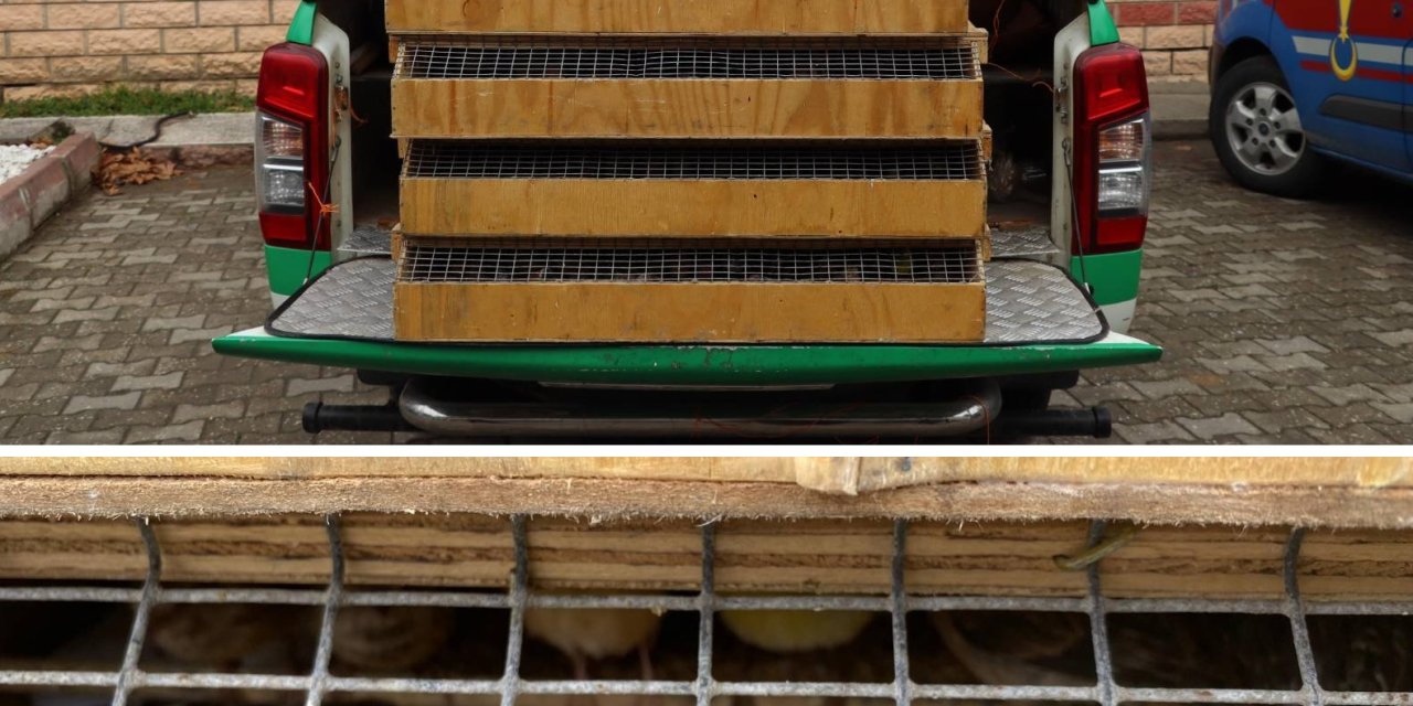 Yolcu Otobüsünde 589 Kuş Ele Geçirildi; Sürücüye 4 Milyon Lira Ceza