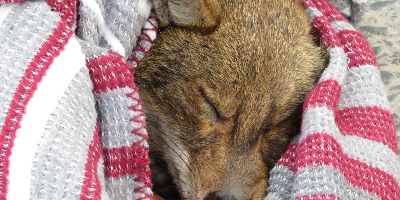 Ümraniye Tem Otoyolu'na Çıkan Yaralı Çakalı Trafik Ekipleri Kurtardı