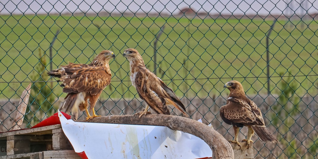 Diyarbakır'da 1 Yılda 300 Yaralı Yabani Hayvana Müdahale Edildi; Vakaların Çoğu ‘İnsan’ Kaynaklı