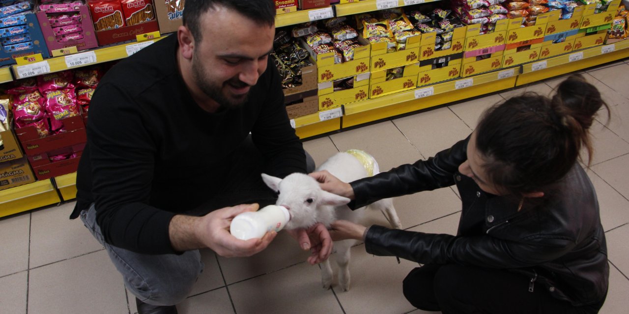 Bezlediği Kuzuya Marketinde Bakıyor
