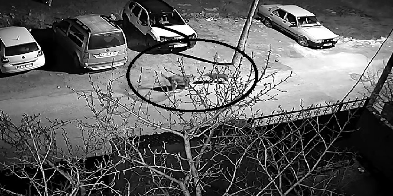 Sivas'ta Kurtlar Köpeklere Saldırıyor; Kangal Köpekleri İçin 'Çivili Tasma' Uyarısı