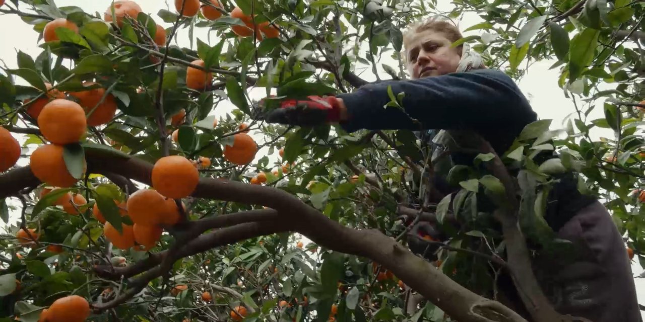 Deprem Bölgesinde Dalında Kalan Narenciye Ürünlerini Toplamak İçin Gönüllüler Sahaya İndi