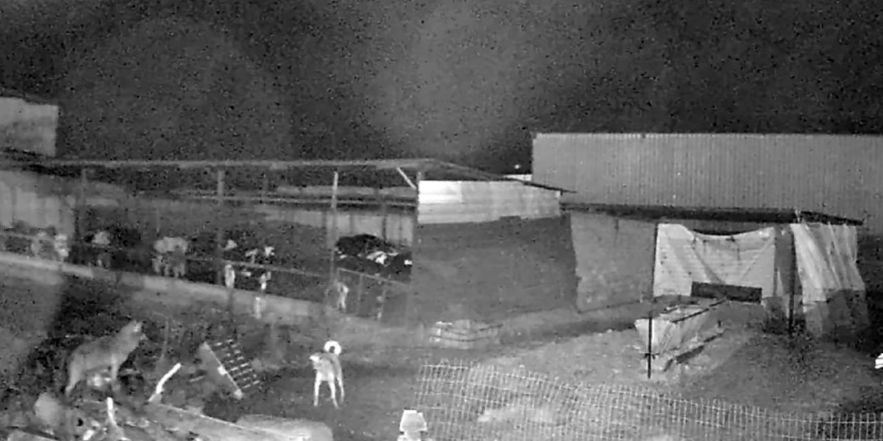 Edirne'de Kurtlar İndikleri Köylerde 10 Koyunu Öldürdü